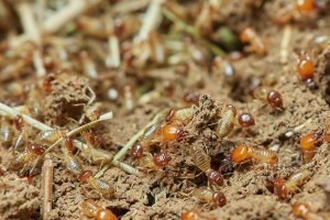 Termites in Spring