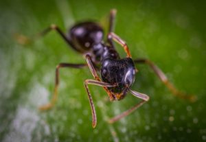 ant-bug
