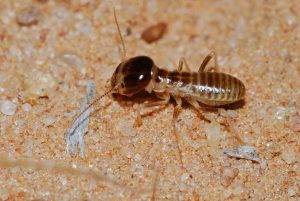 Comprehensive Termite Control in Autumn and Winter